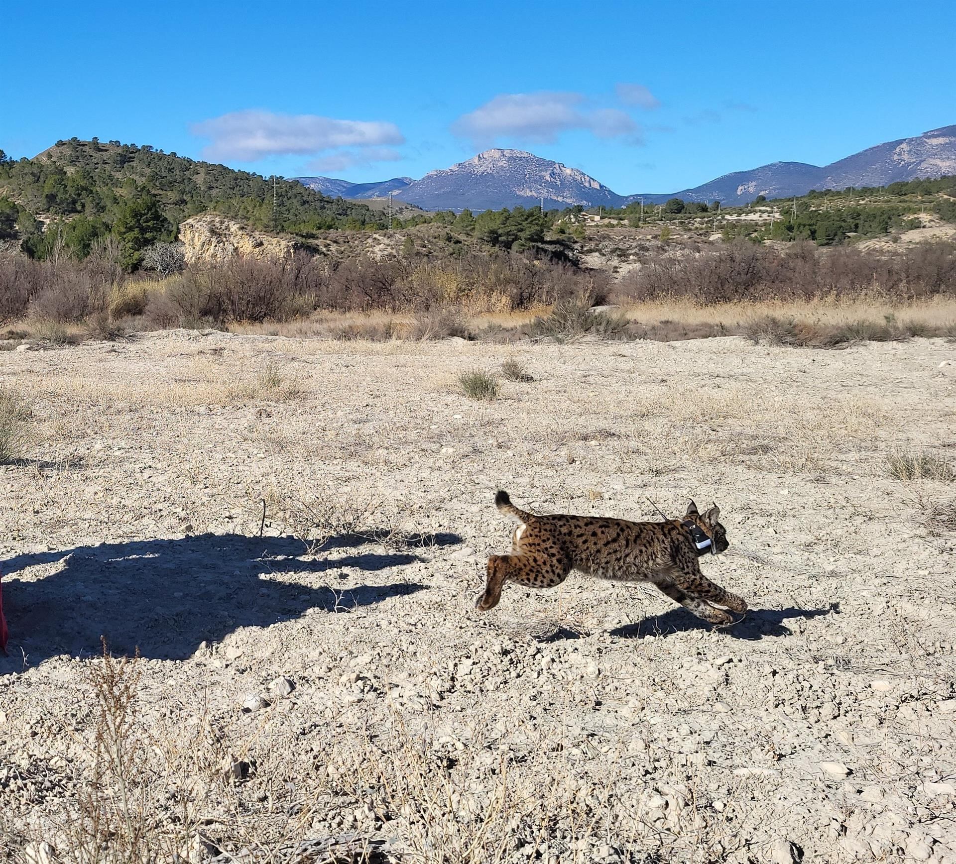 Imagen de Uri, el lince fallecido