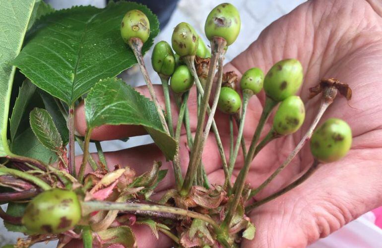 Algunas de las cerezas dañadas en el Valle del Jerte por el granizo 