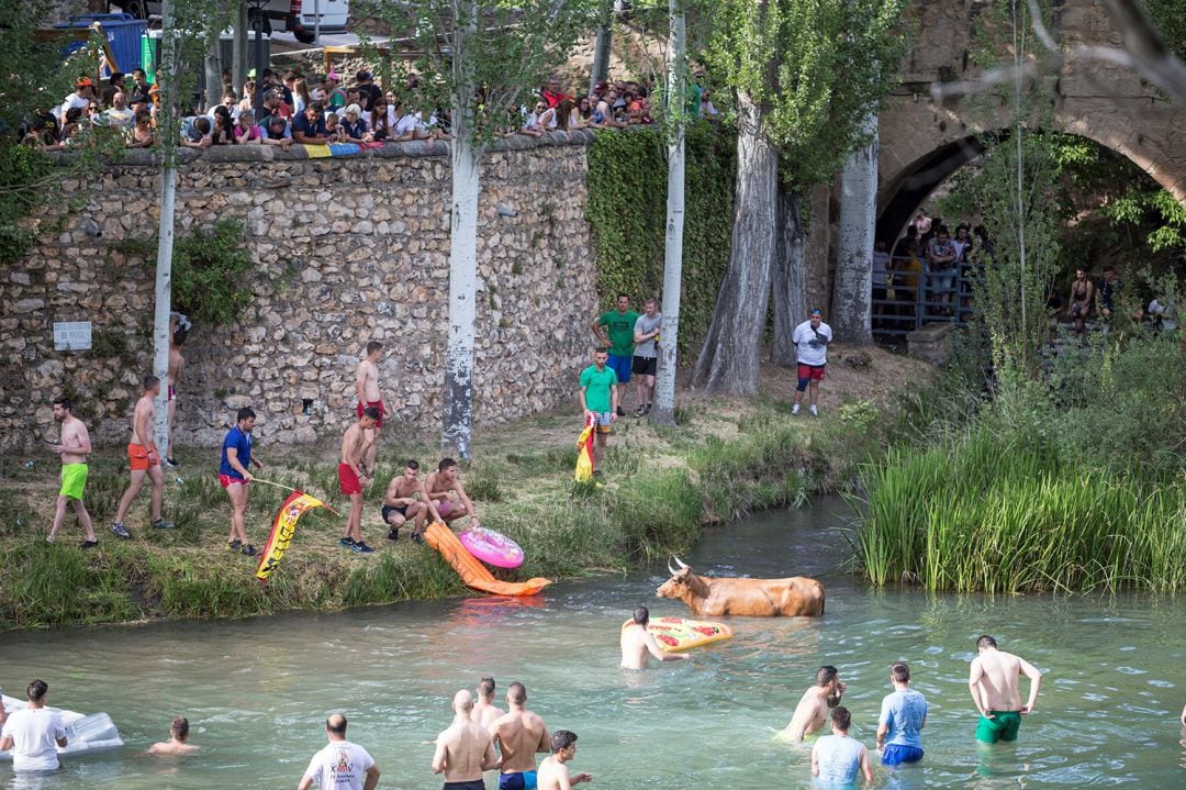 Vacas por el Tajo en Trillo