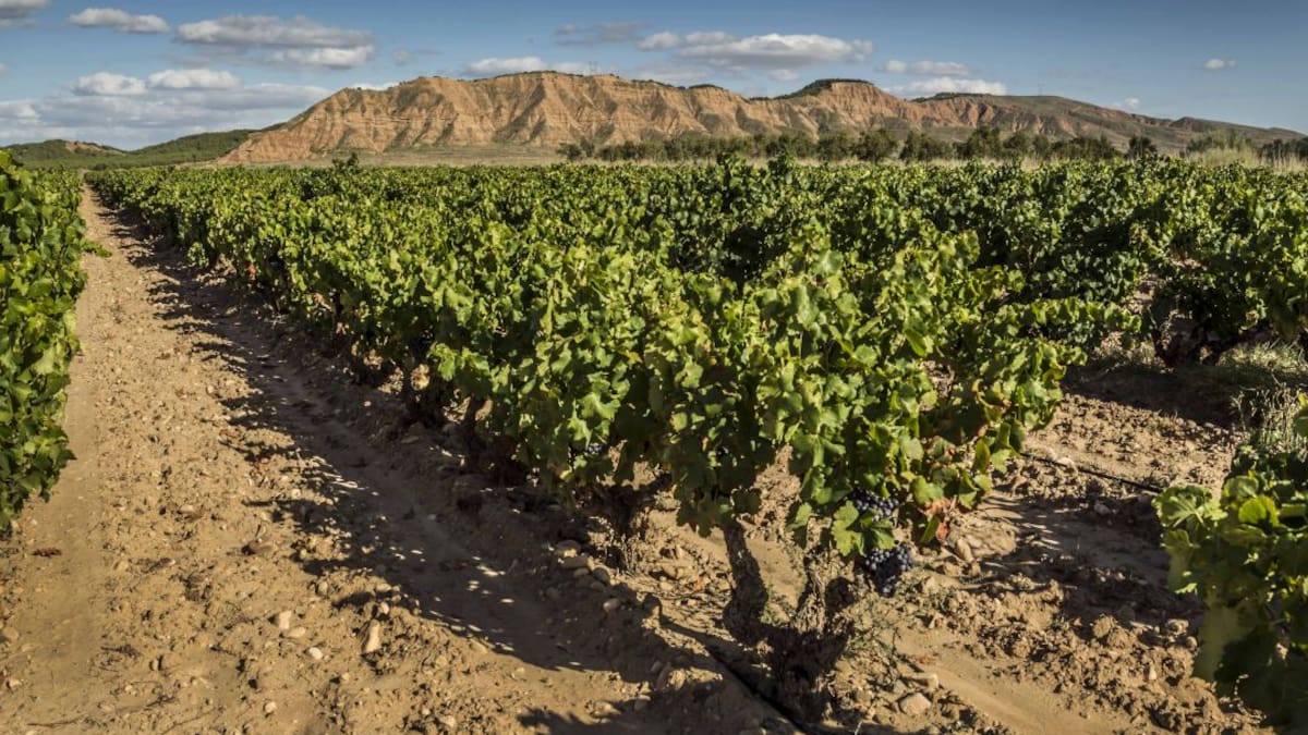 Entrevista a Esther Rubio, gerente de La Ruta del Vino de La Rioja Oriental, y Demetrio Dominguez, pte.de los Hoteleros Riojanos (3/12/2021)