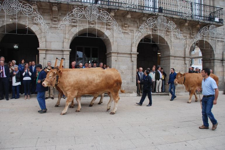 Desfile de Gando, San Froilán 2016