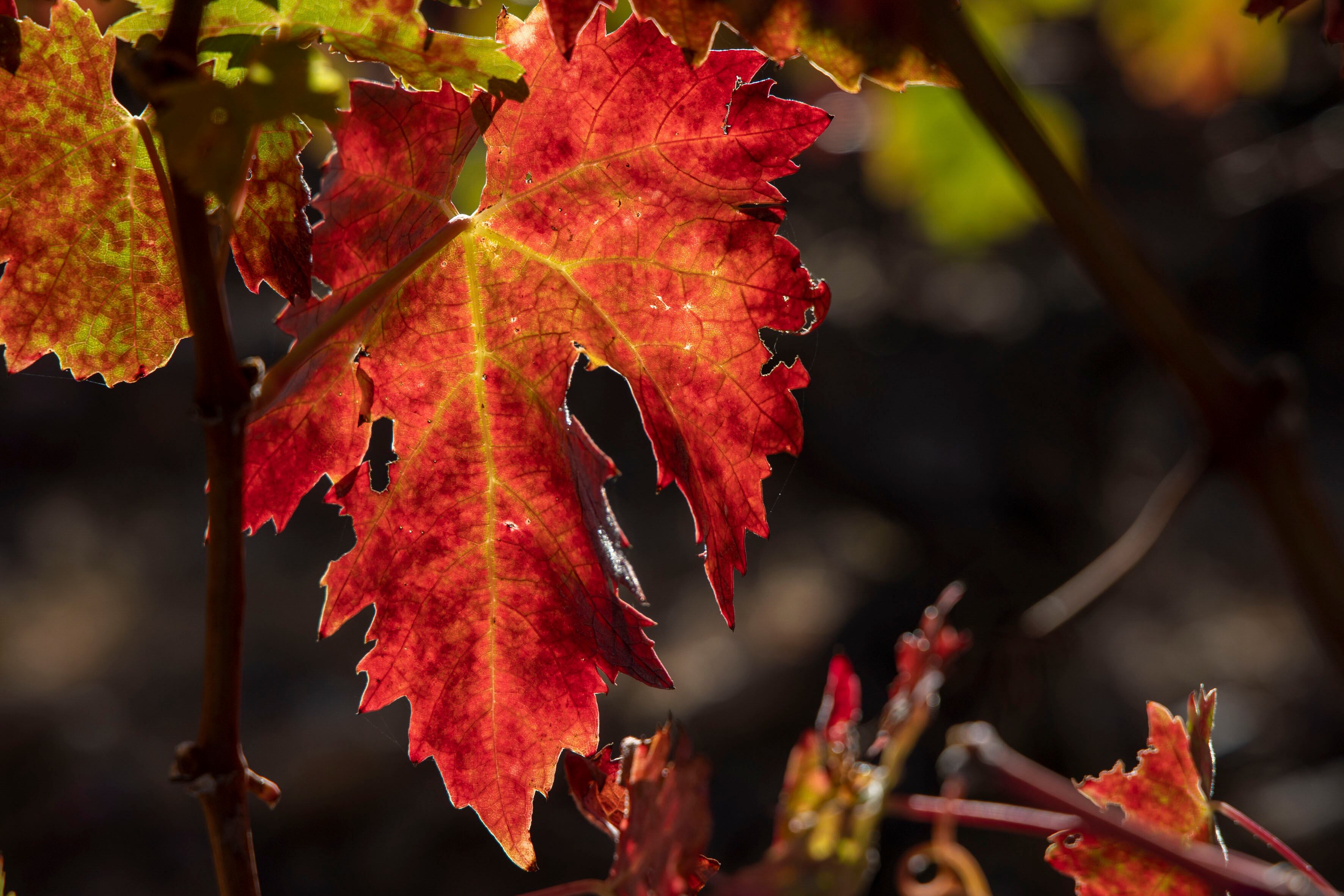 LOGROÑO 28/10/2025.- El otoño transforma los paisajes de La Rioja. Los viñedos cambian de color, las hojas pasan del verde a tonalidades rojizas o doradas. Este martes se esperan en La Rioja intervalos de nubes bajas con brumas y bancos de niebla al principio del día, tendiendo a poco nuboso. EFE/Raquel Manzanares