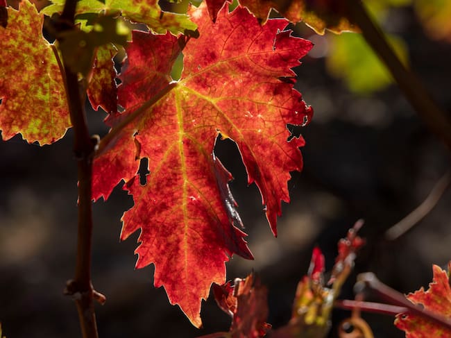LOGROÑO 28/10/2025.- El otoño transforma los paisajes de La Rioja. Los viñedos cambian de color, las hojas pasan del verde a tonalidades rojizas o doradas. Este martes se esperan en La Rioja intervalos de nubes bajas con brumas y bancos de niebla al principio del día, tendiendo a poco nuboso. EFE/Raquel Manzanares