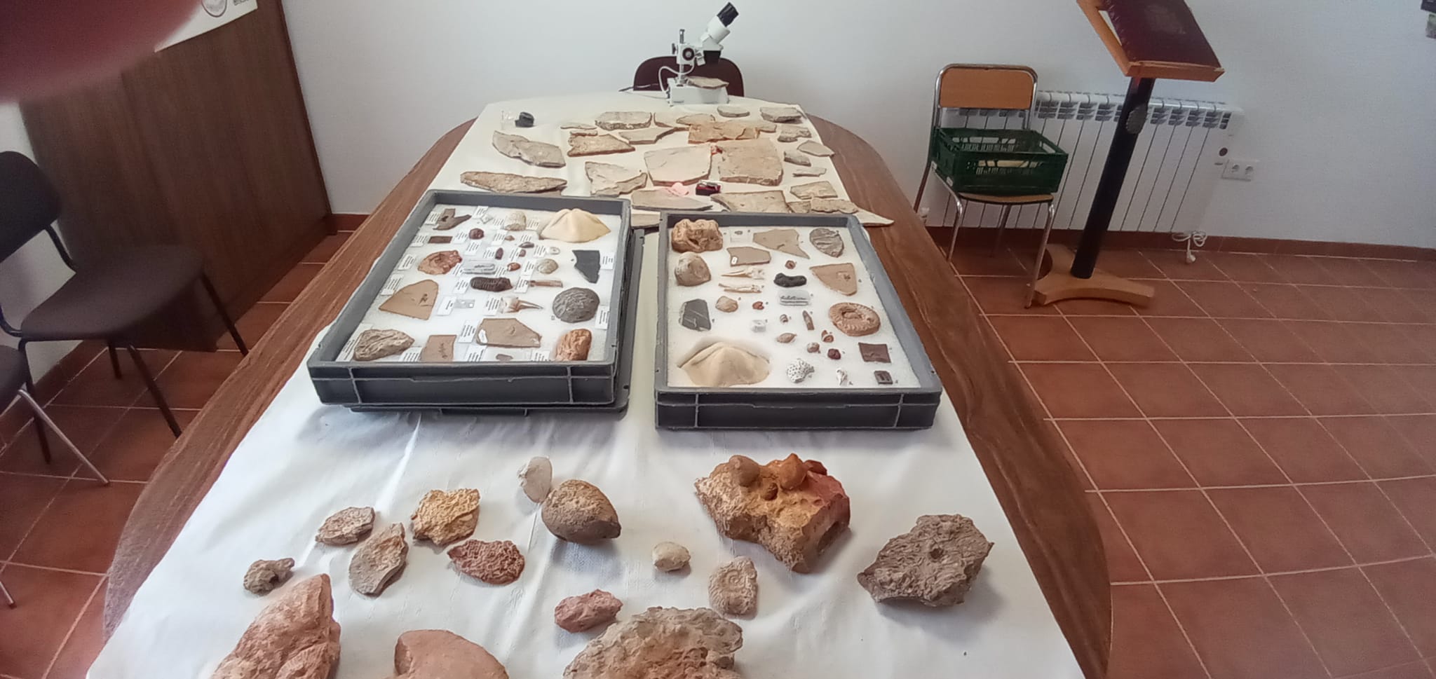 Exposición de los fósiles localizados en la primera campaña de excavaciones en el yacimiento paleontológico Chikuto.