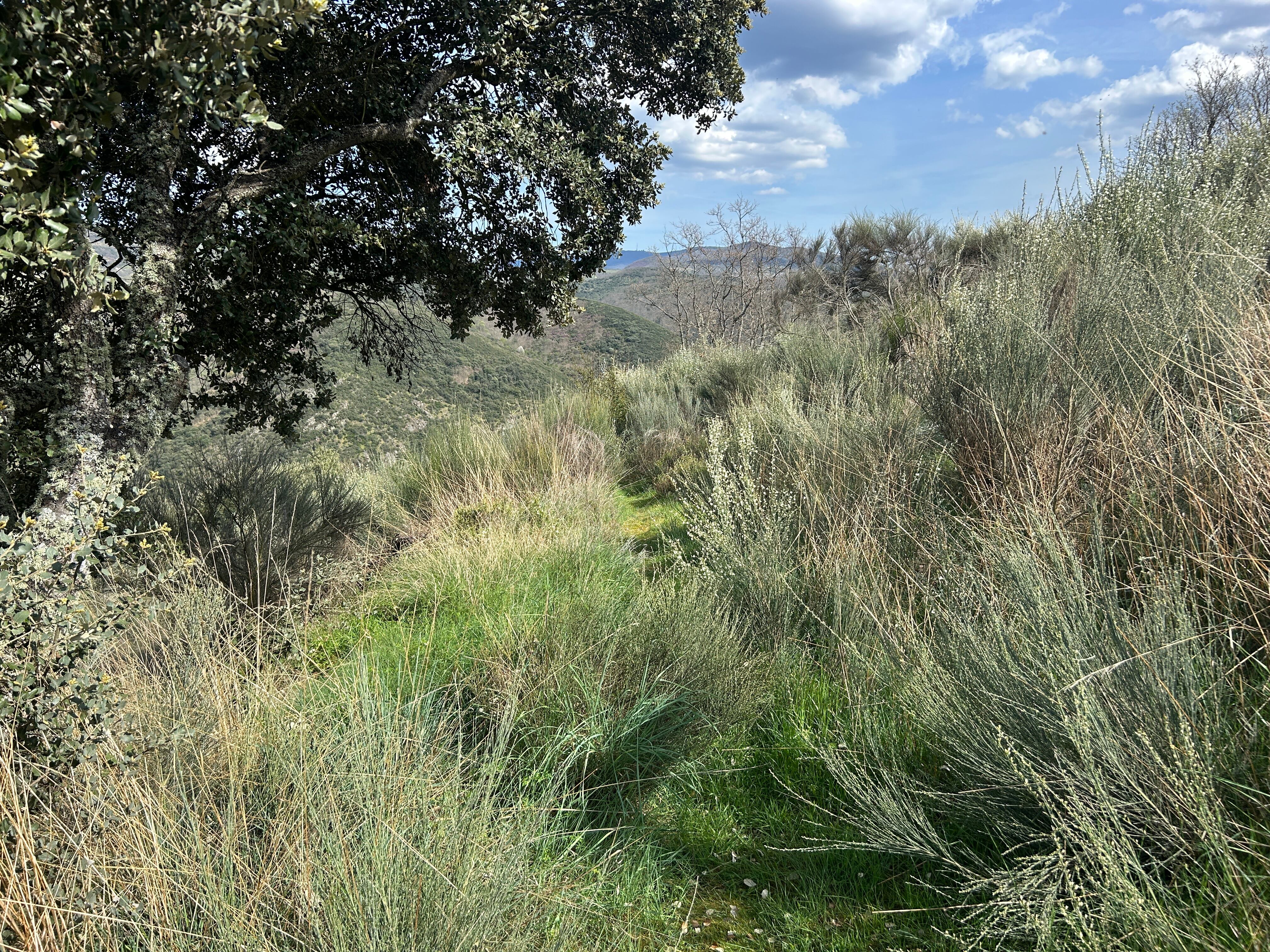 Senda hacia la Ruta de Malpaso