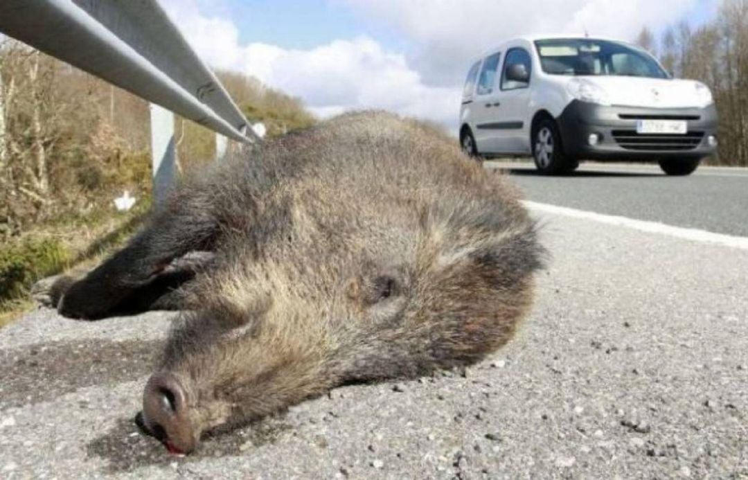 Imagen de un jabalí tras un accidente en una carretera