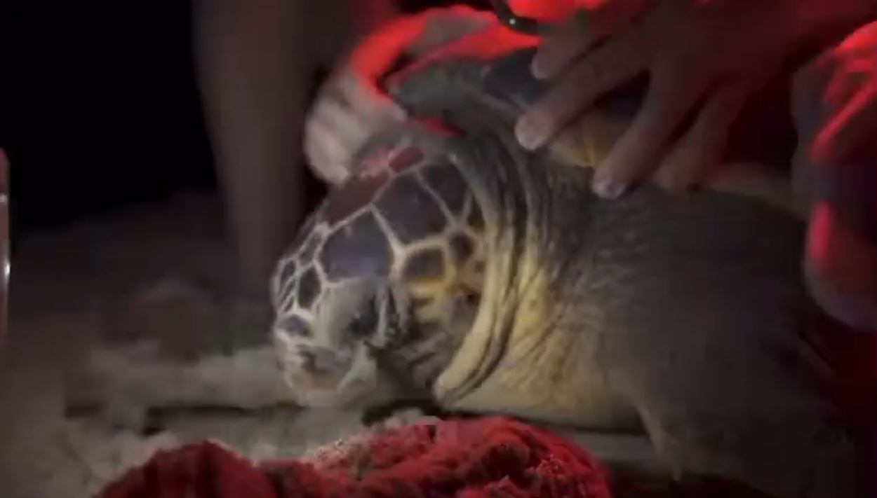 Tortuga aparecida en la playa de Oliva.