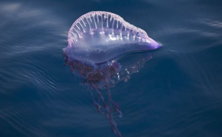 Esta especie ya se encuentra en aguas de Menorca.