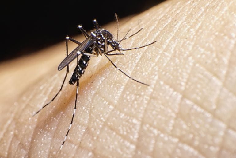 Plaga de mosquitos en Cabo de Palos