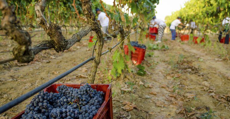 Agricultura, y servicios experimentan la mayor bajada del desempleo