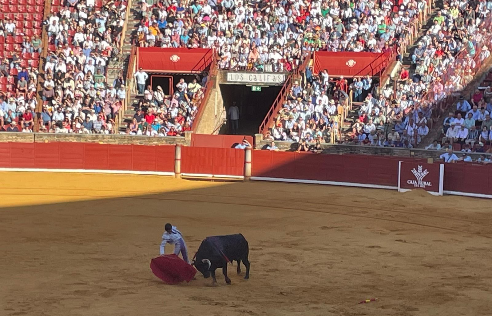 Román en uno de los novillos de su lote.