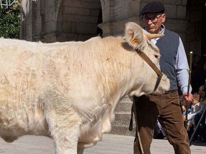 Charolesa desfilando