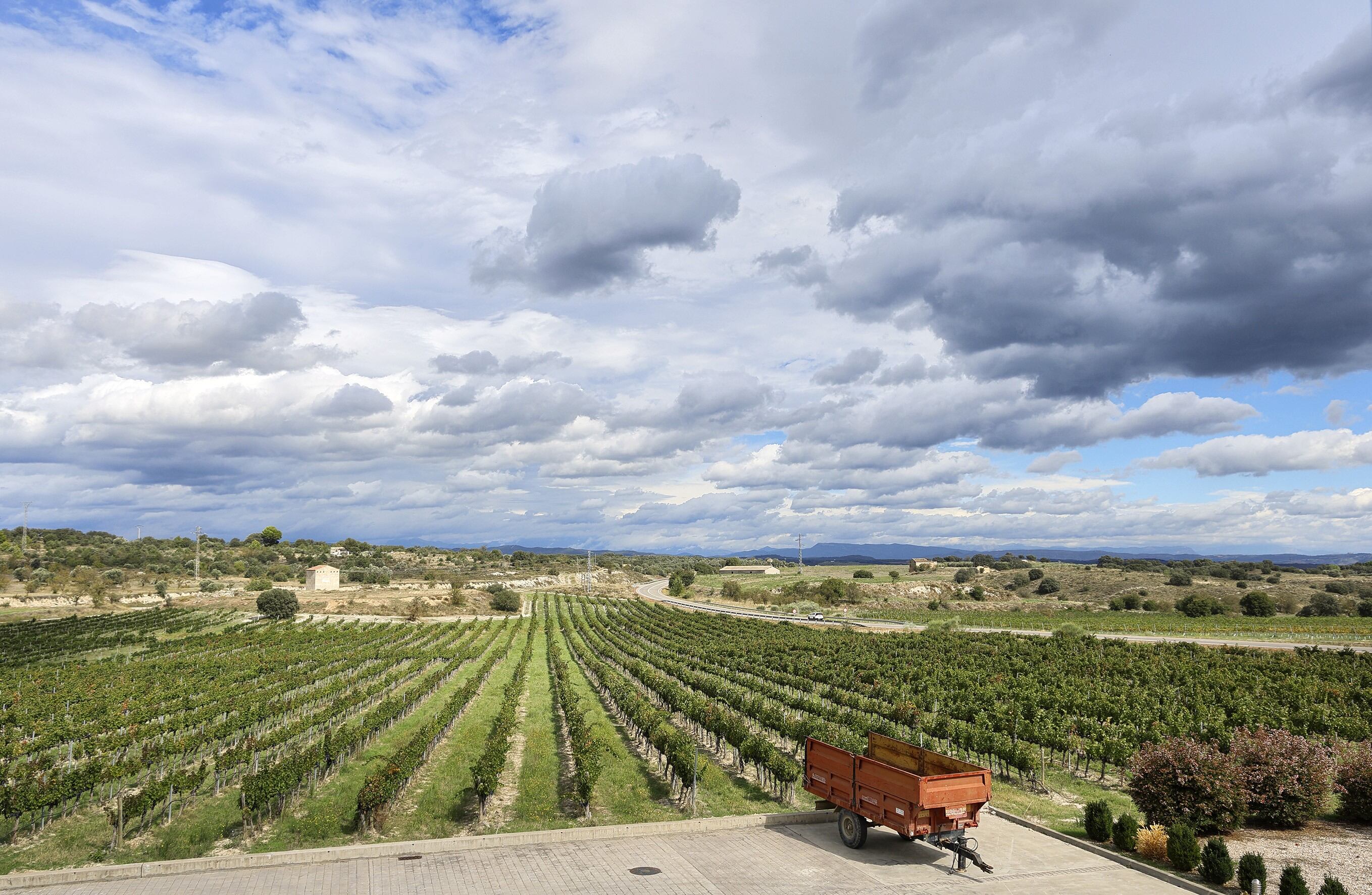 Viñedo desde la sala mirador