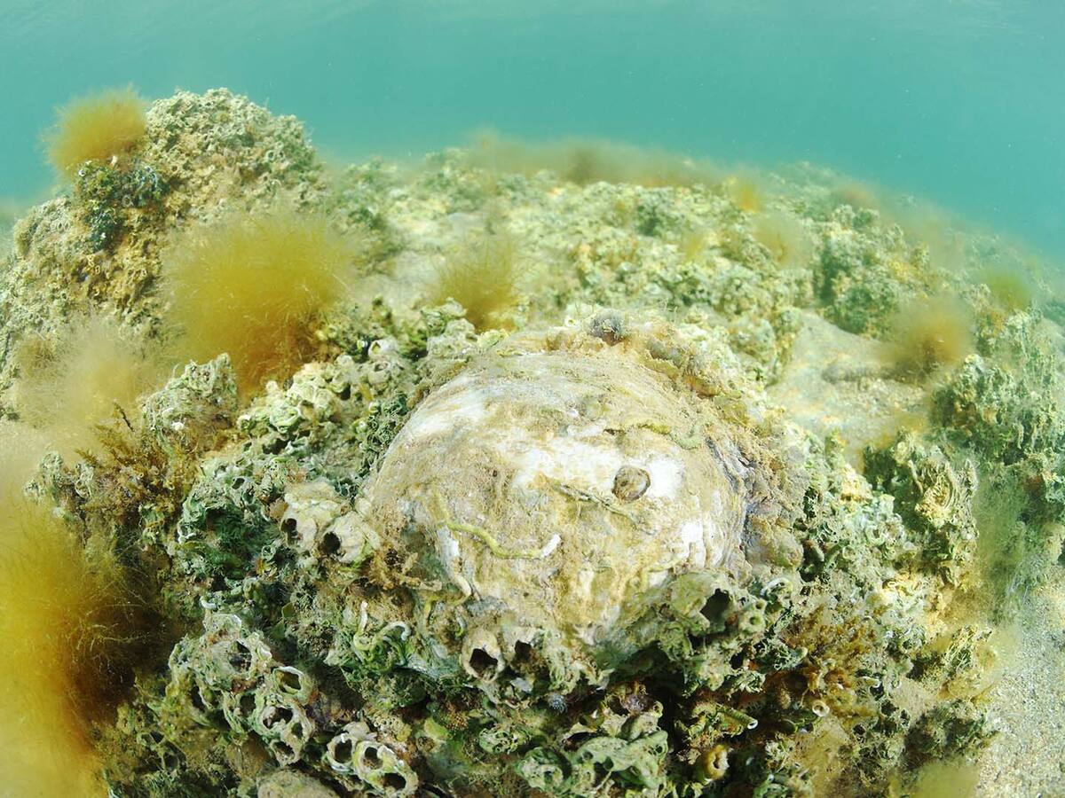 Entrevista Marina Albentosa, científica(2025-02-19)