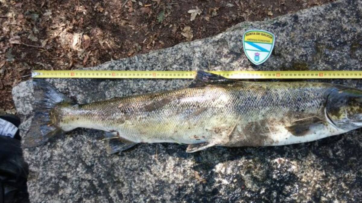 Contra el furtivismo en el Ulla