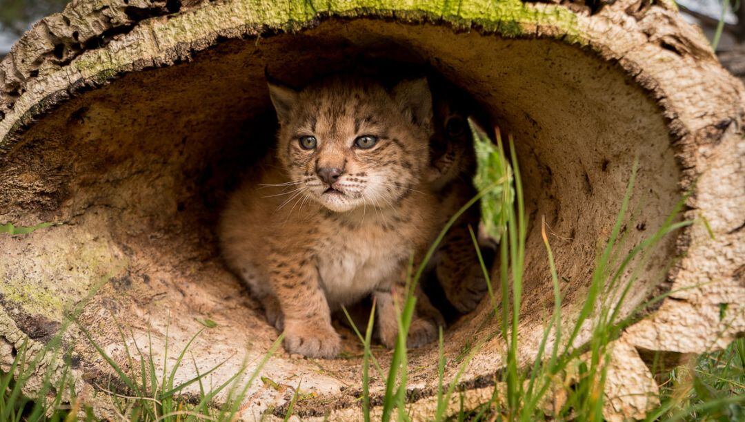 Cachorro de lince ibérico.