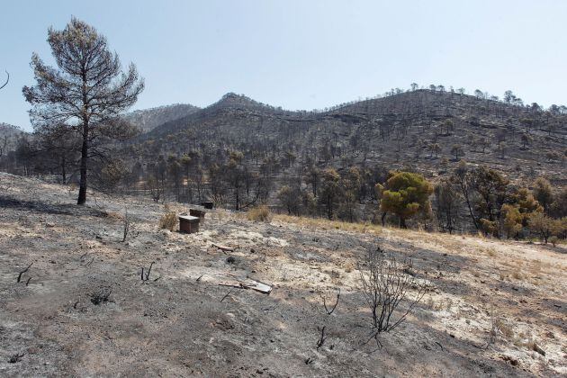 El incendio forestal de pinar con más de 80 desalojados en Beneixama ya no presenta llamas en ningún punto de las 900 hectáreas afectadas