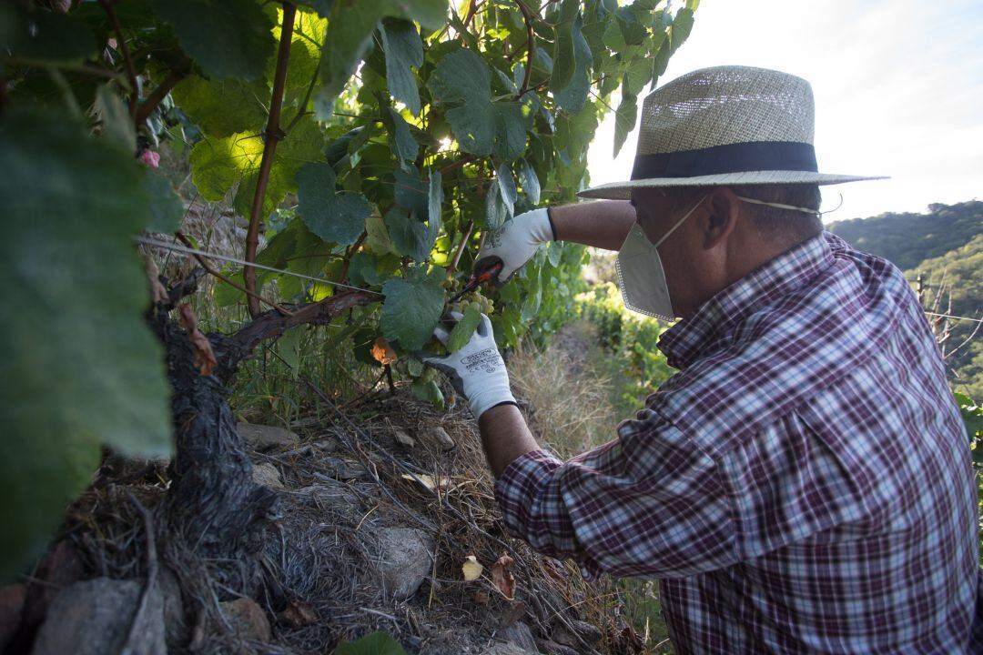 Un vendimiador corta racimos de uvas 