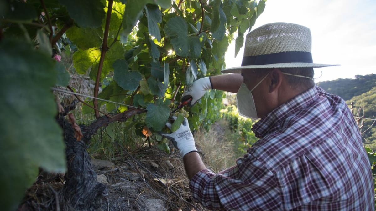 La cooperativa de Cacabelos hace una llamada para contratar a cien temporeros