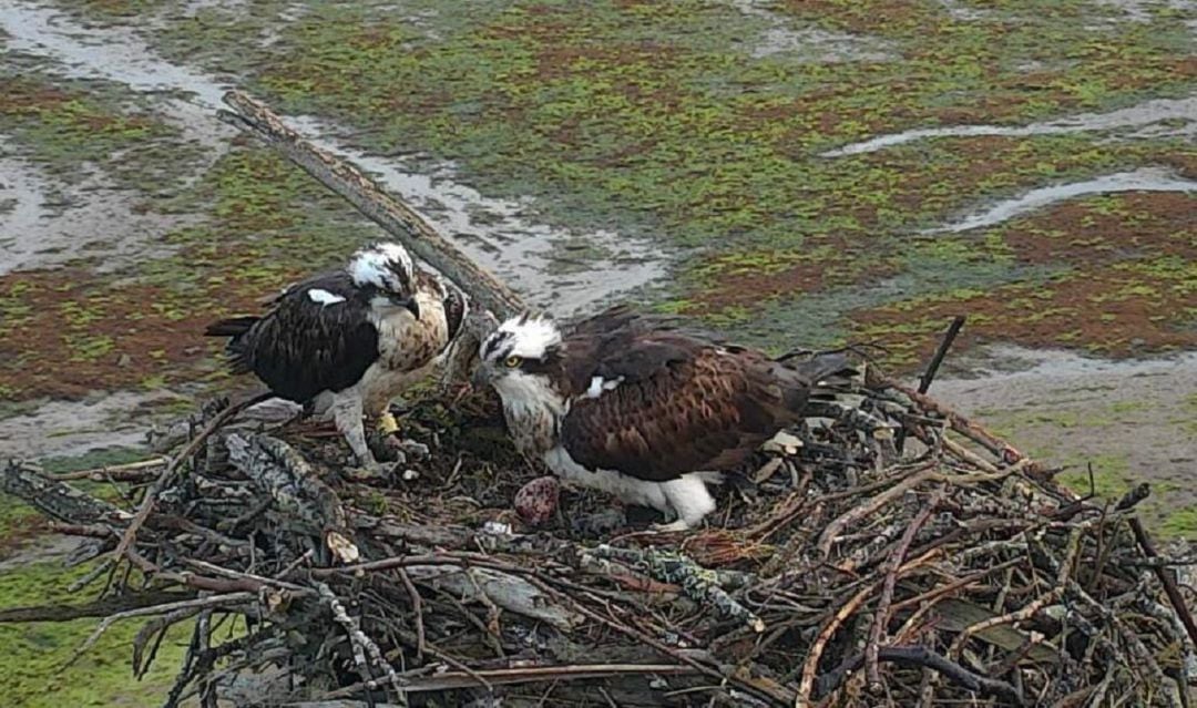 Águilas pescadoras ponen su primer huevo en décadas en Urdaibai