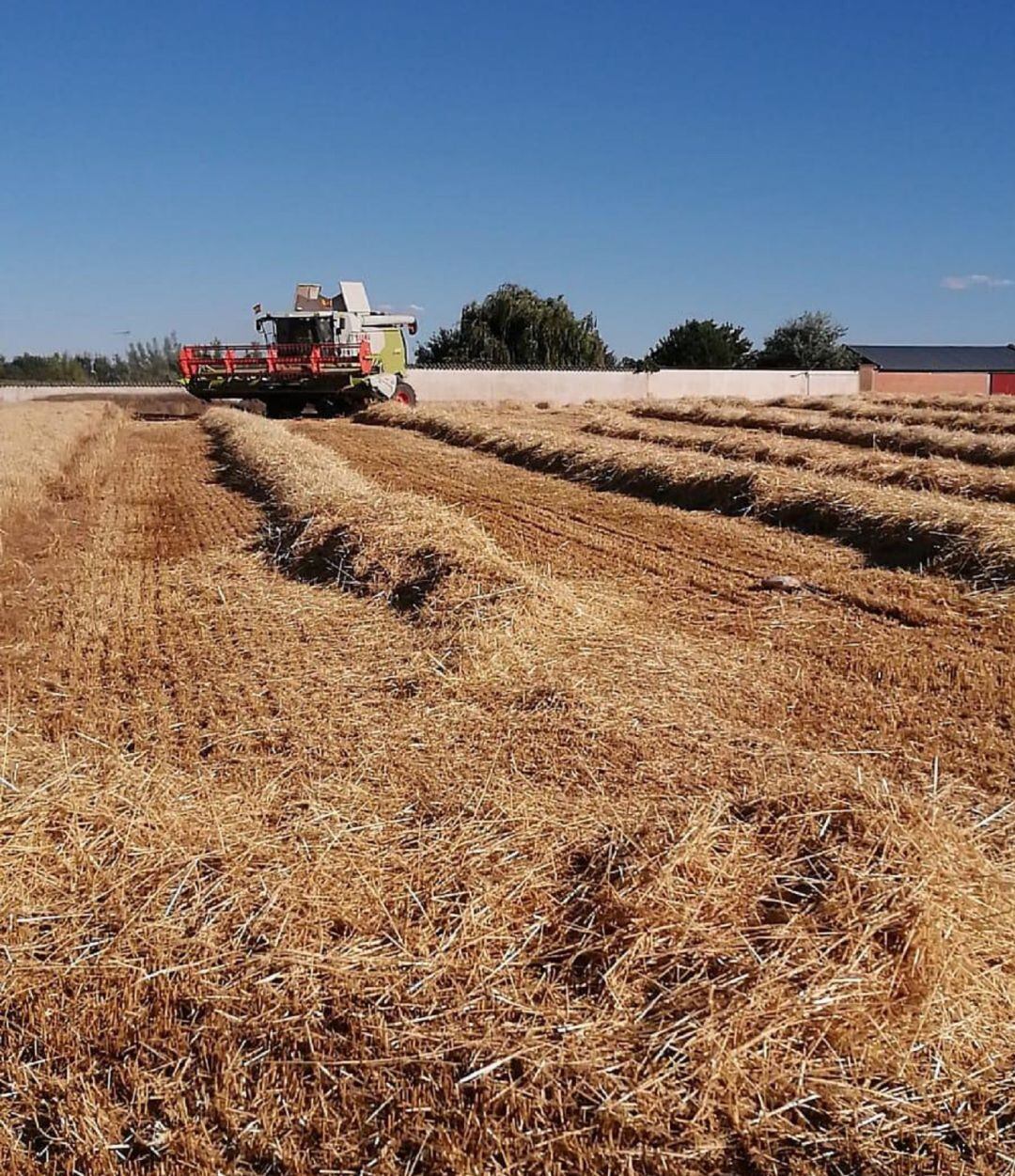 Recolecta del cereal en la localidad de Mamblas