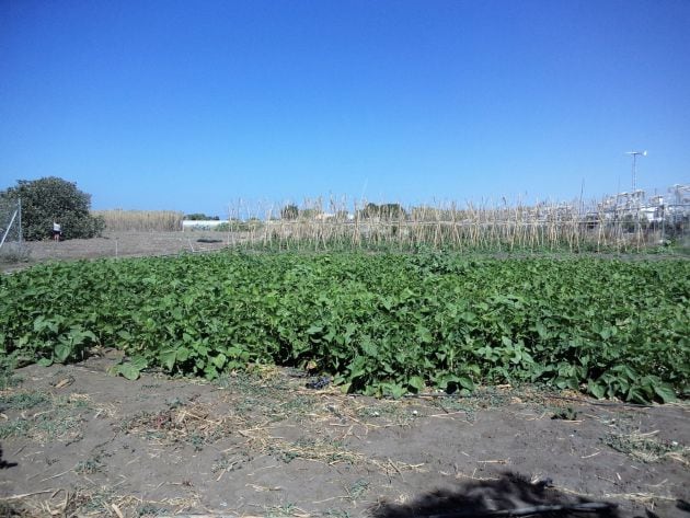 Una imagen pasada de la huerta de Juan, con la higuera al fondo a la izquierda