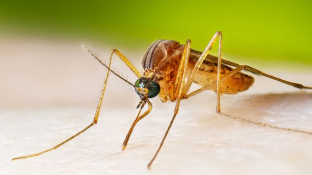 Andújar, en nivel de riesgo alto por fiebre del Nilo Occidental