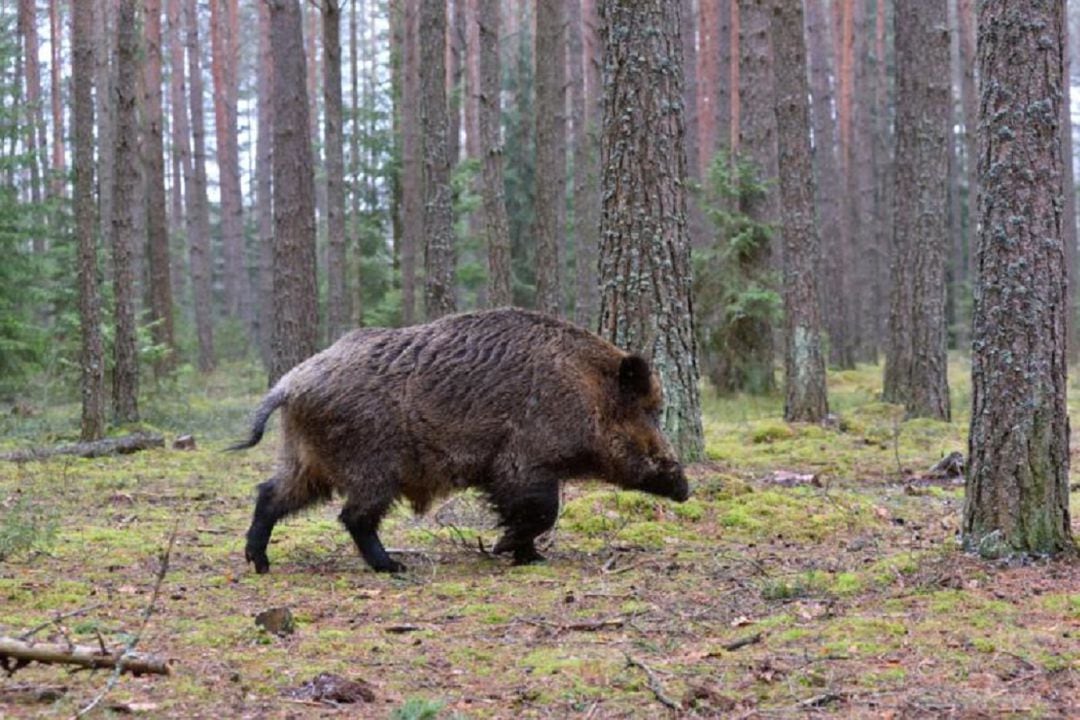 O período hábil para a caza do xabaril e do corzo durante a tempada 2021-2022 comezou en Galicia