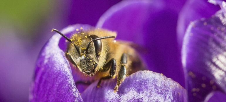 Una abeja recoge polen de una flor de azafrán en un jardín de Fráncfort, Alemania, hoy, 10 de marzo de 2016. EFE.FRANK RUMPENHORST