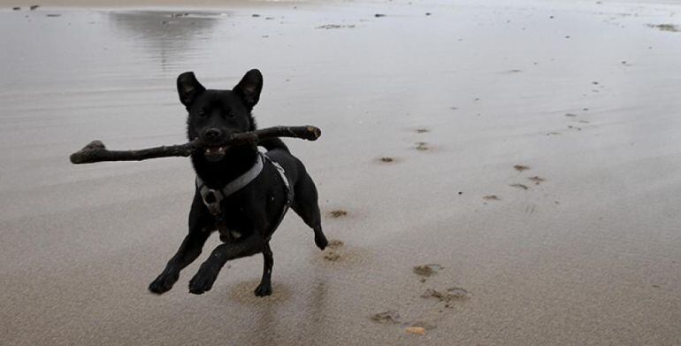 Un perro en una playa española