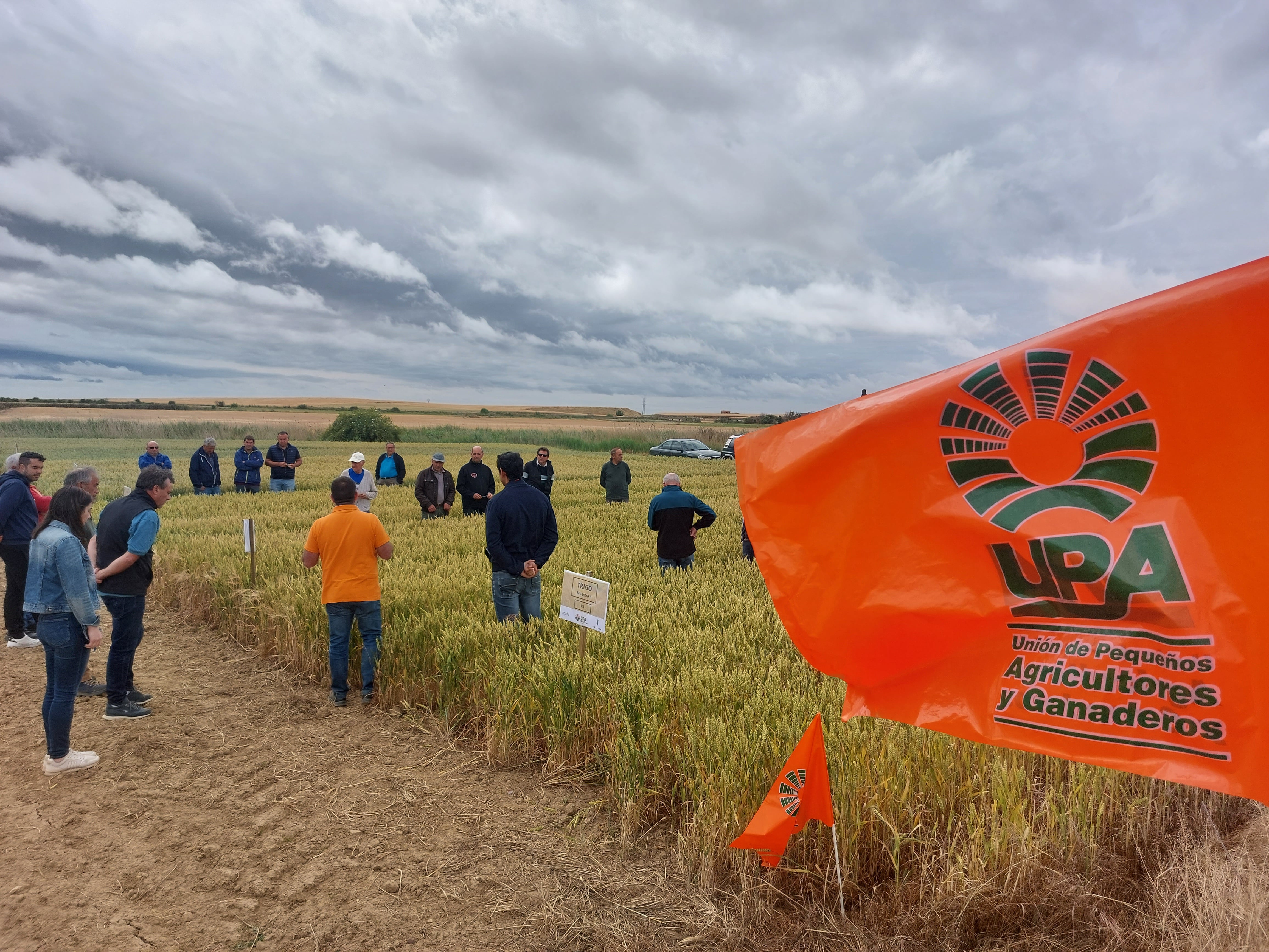 Resultados del campo de ensayo de cereales campaña 2024. En  Fuentes de Nava (Palencia)