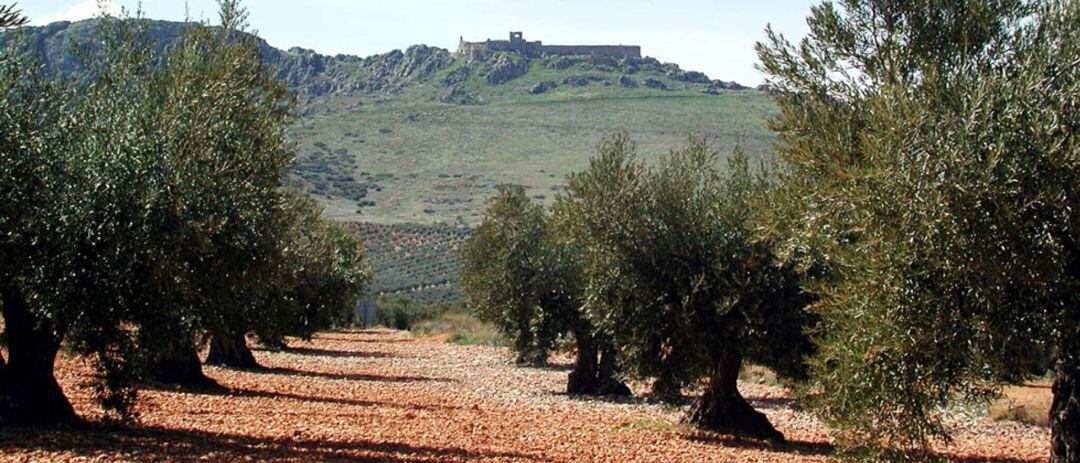 Olivar castellanomanchego