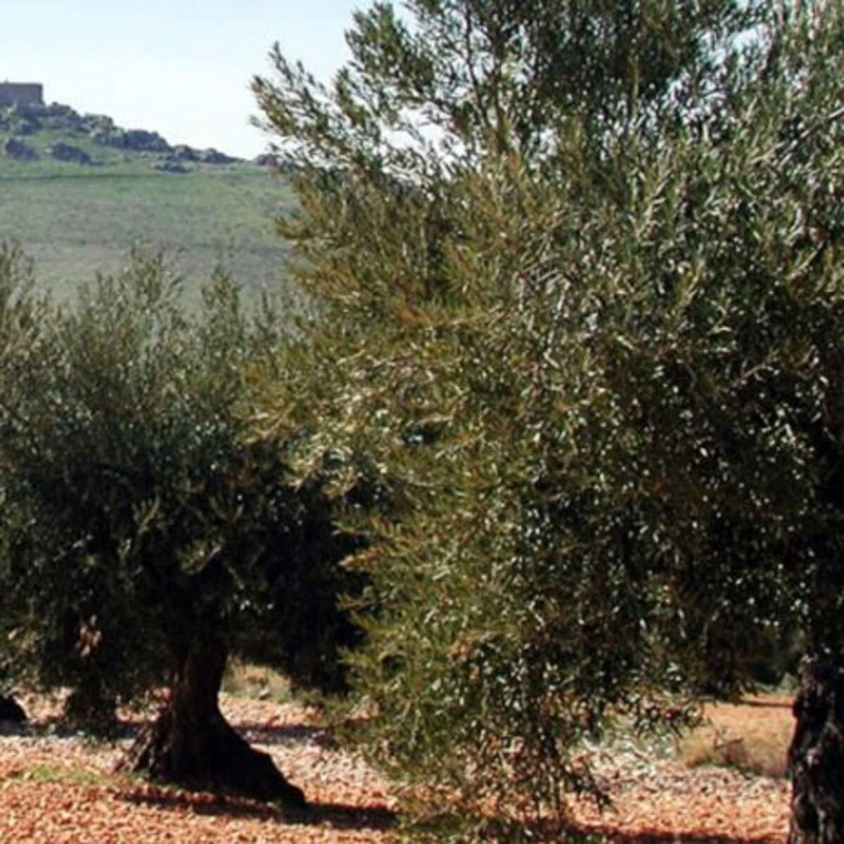 La próxima campaña del olivar también estará marcada por los bajos precios