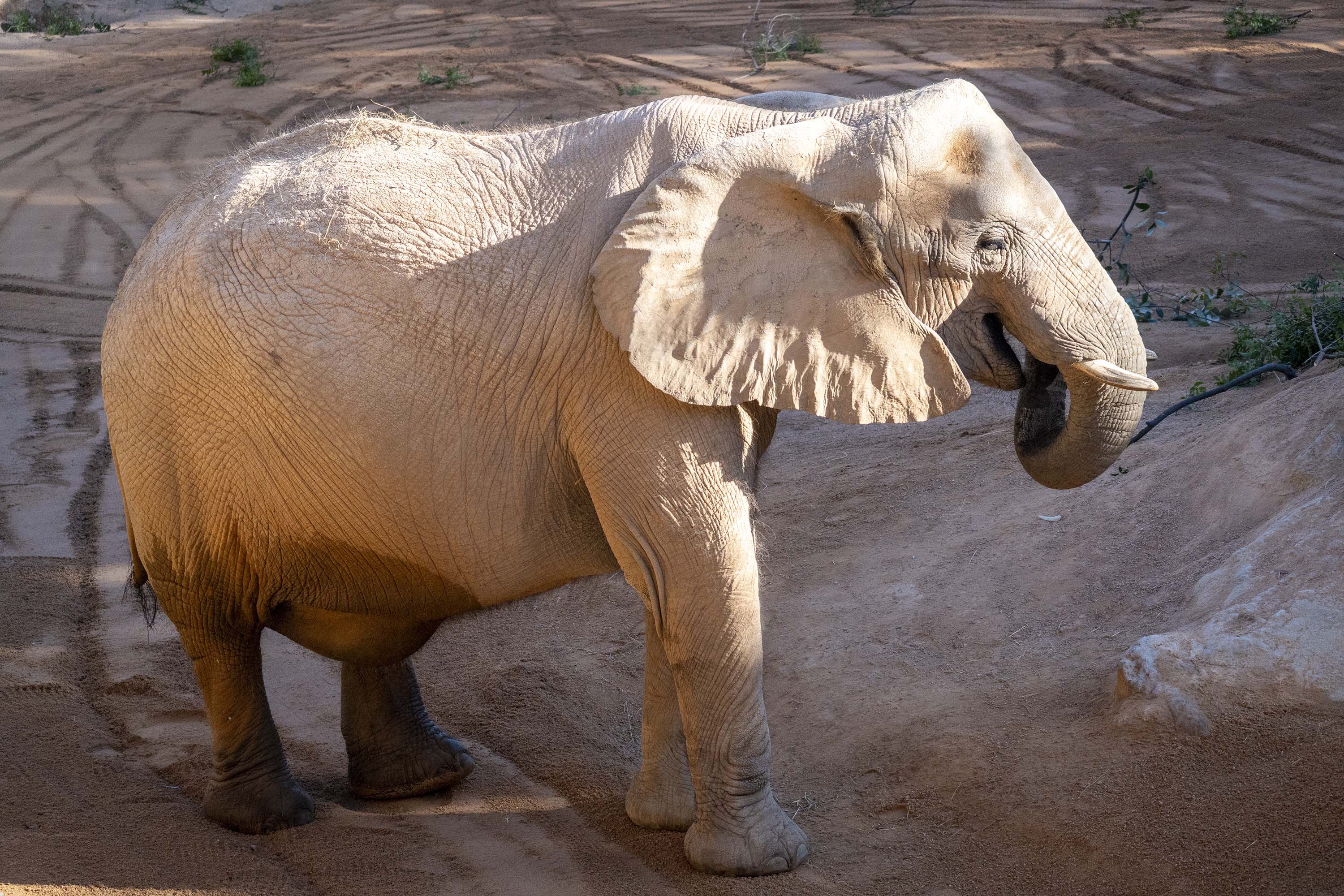 La elefante Maja en la cuenta atrás en su embarazo