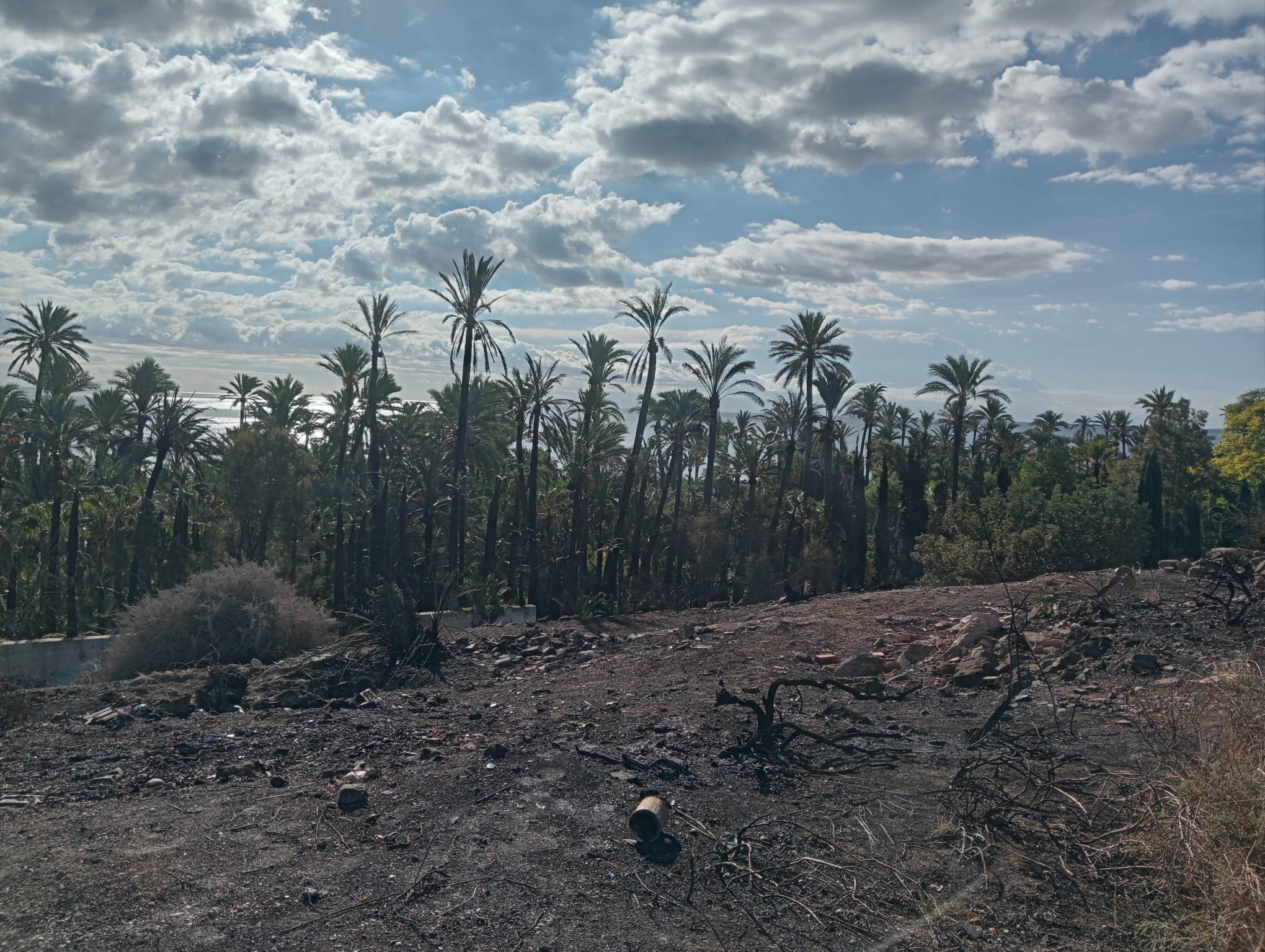 Resultado del incendio originado este jueves junto al parque de El Palmeral