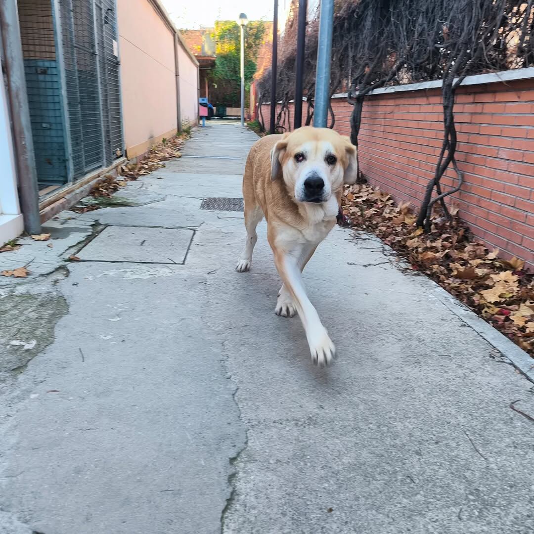 Uno de los perros en adopción en Leganés
