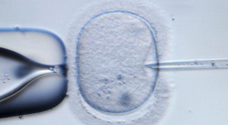 Óvulo fecundado in vitro.