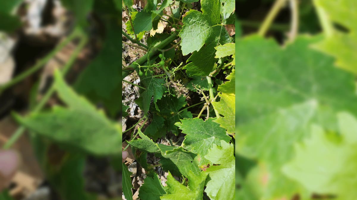 El milduo afecta al 70% de los viñedos de la comarca de Antequera