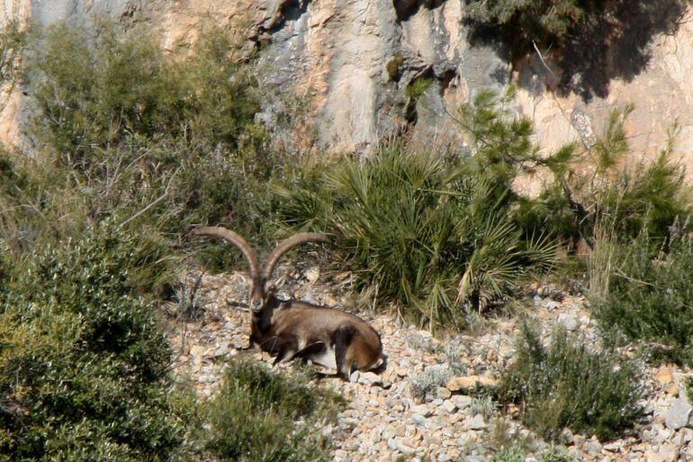 Un exemplar de cabra salvatge, a la zona d&#039;Artigues, als Ports de Paüls