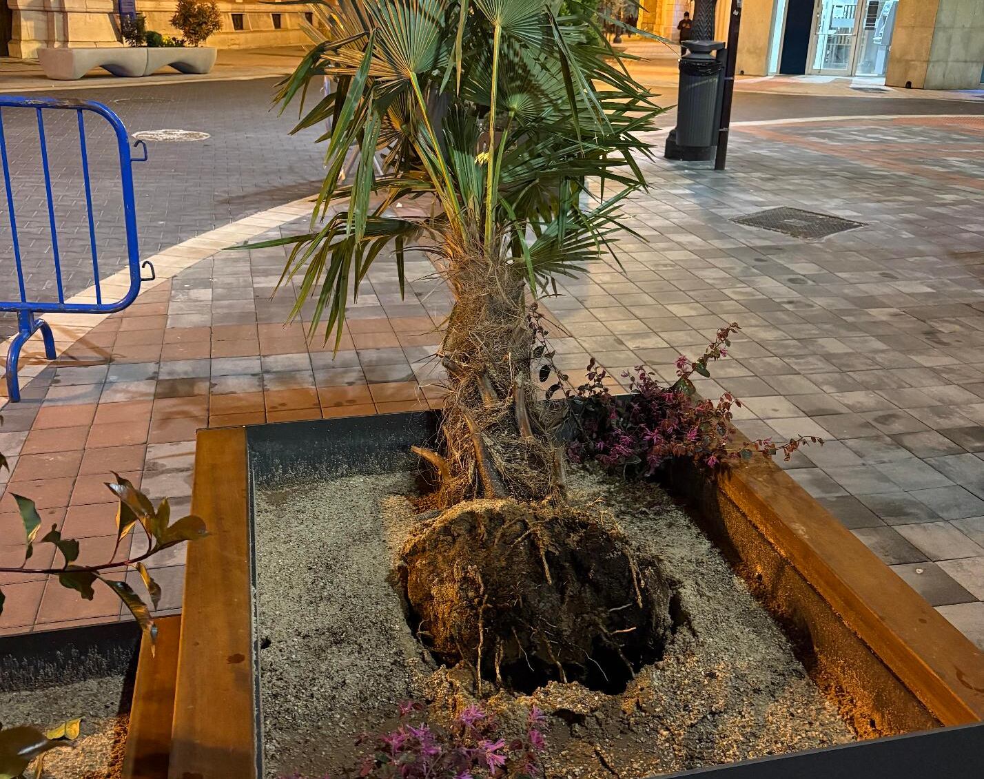 Palmeras arrancadas en la calle Burgos