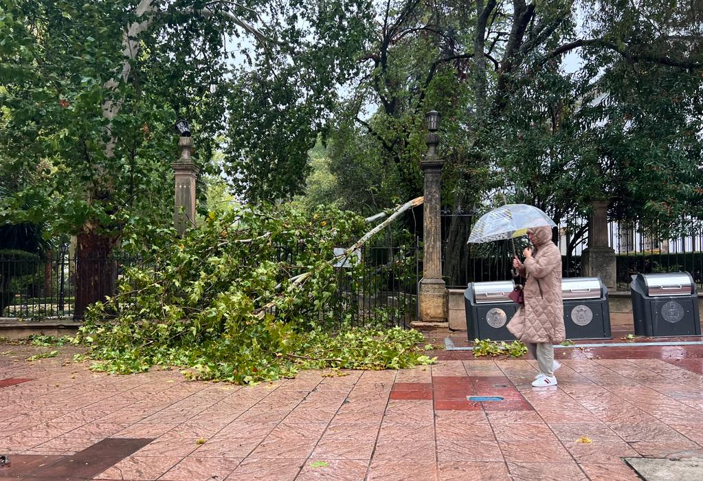 Árbol caído por el temporal en Ronda (Málaga) este jueves