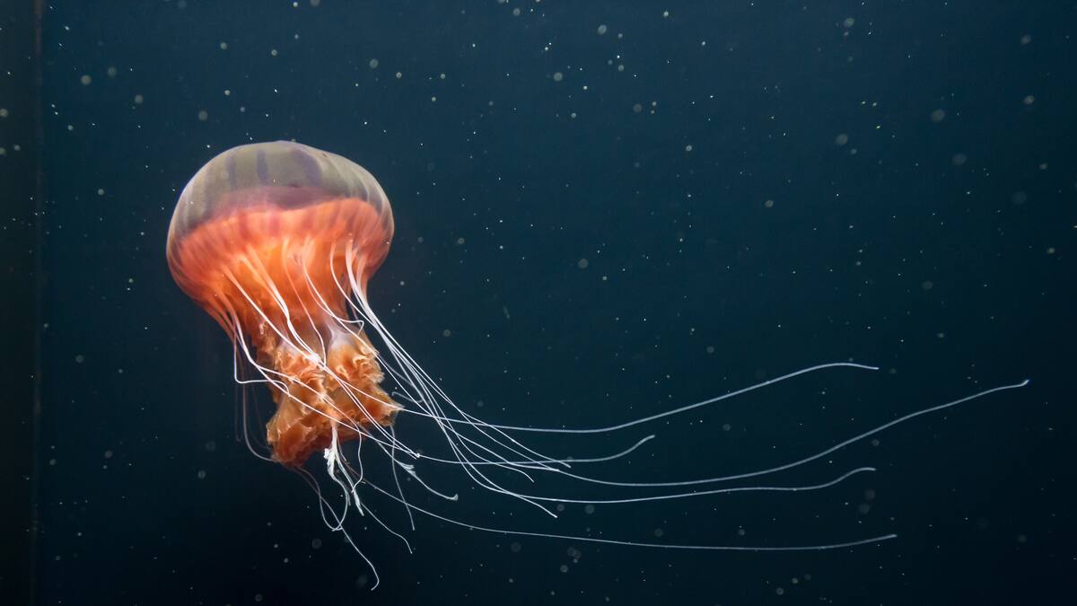 La Ventana a las 16h | MedusApp, la aplicación creada por la Universidad Politécnica de Valencia que localiza e identifica a las medusas