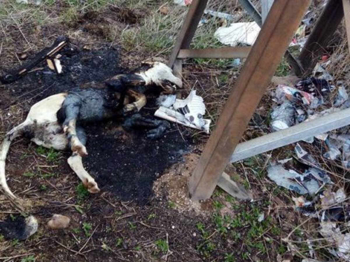 " No hay más casos de maltrato animal, sino más denuncias"