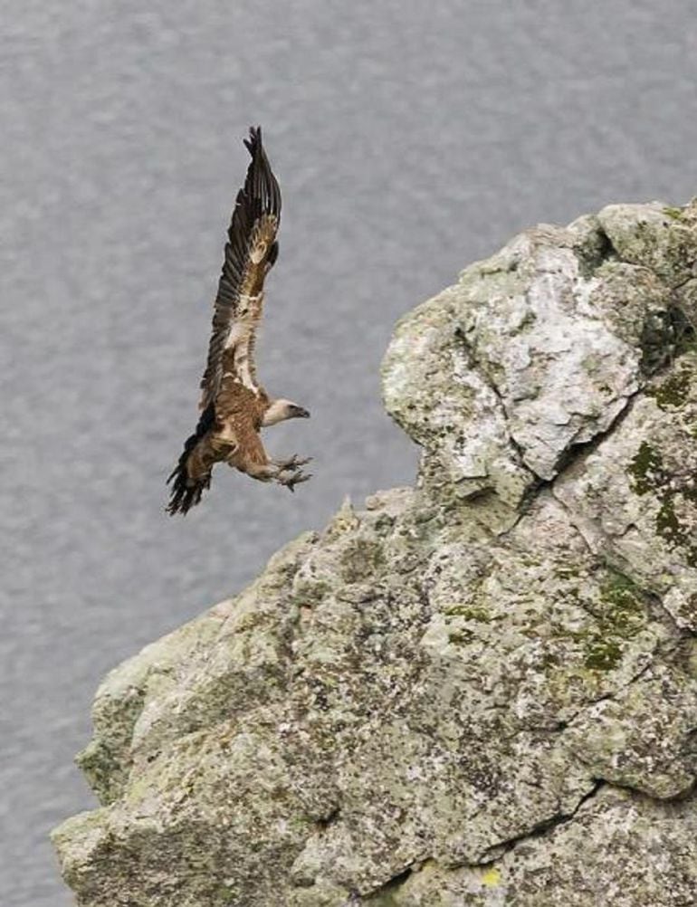 Un buitre se posa en un risco de Monfragüe.