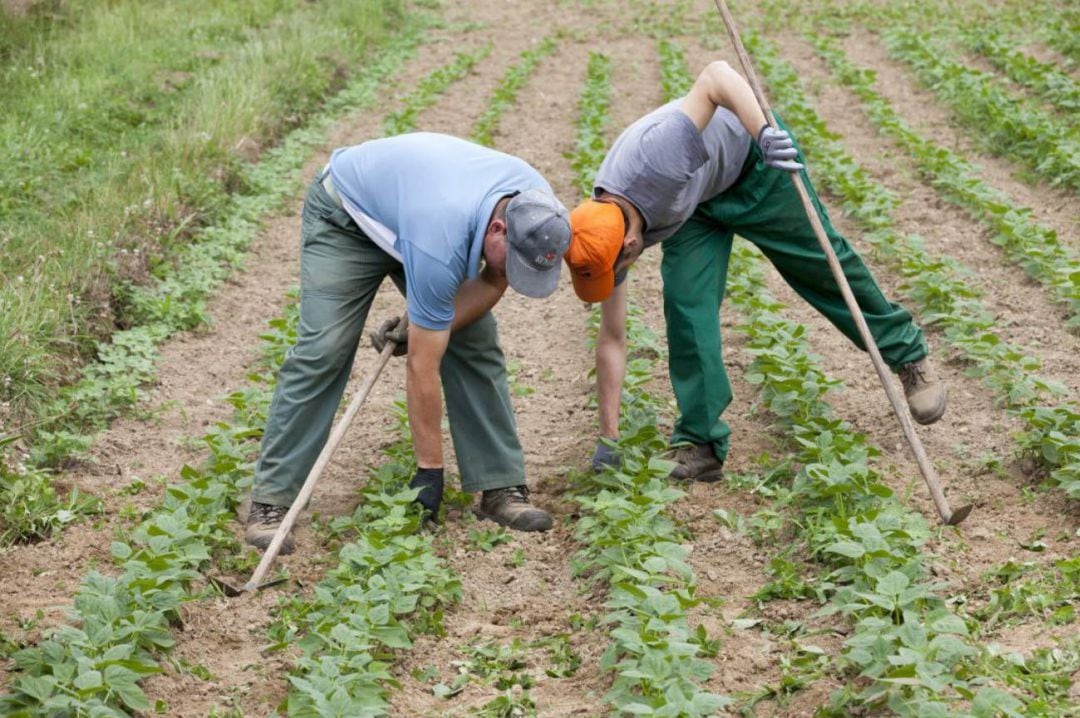 Trabajadores del campo 