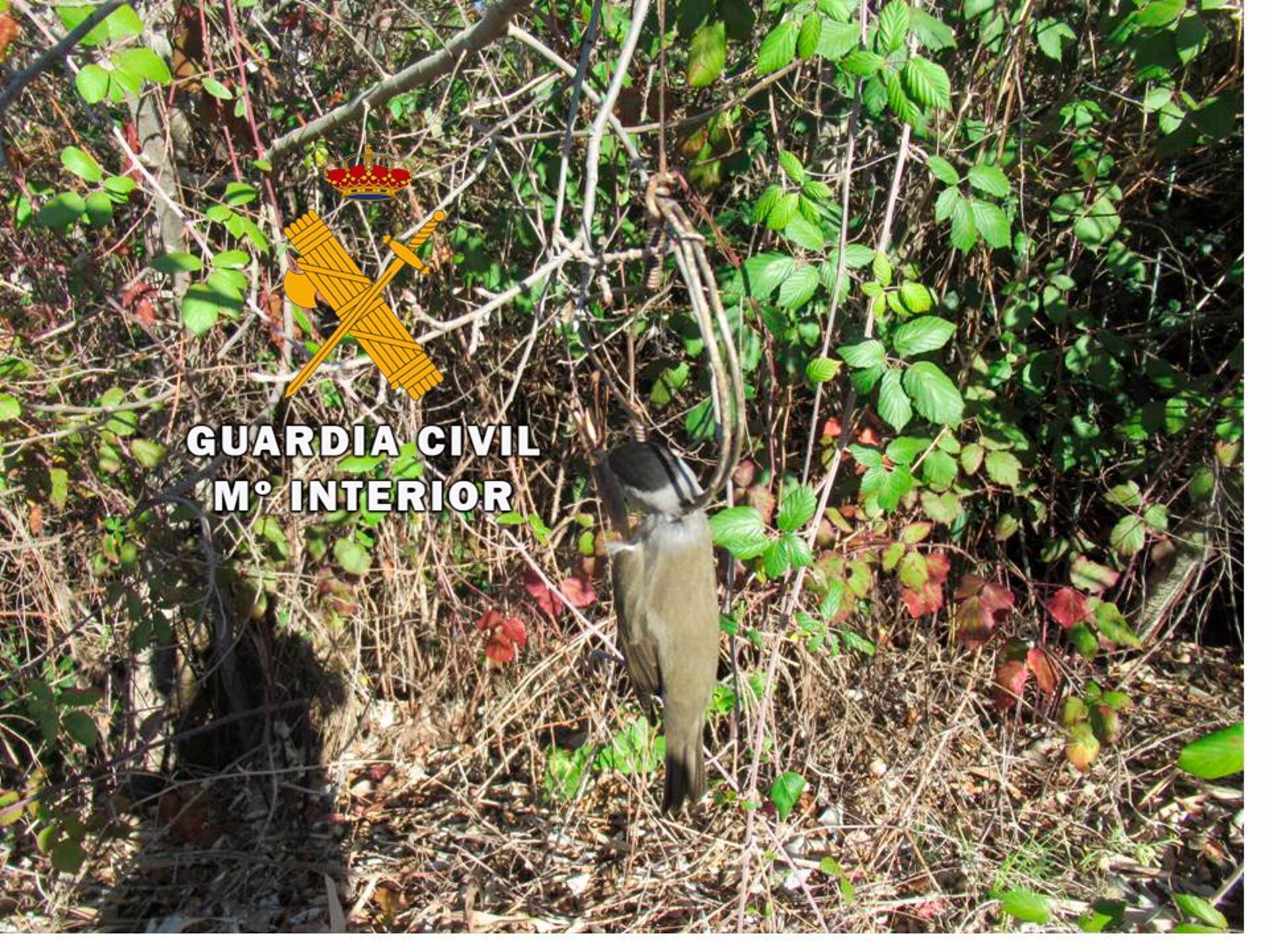 Pájaro muerto en una trampa de costilla/Archivo - GUARDIA CIVIL - Archivo