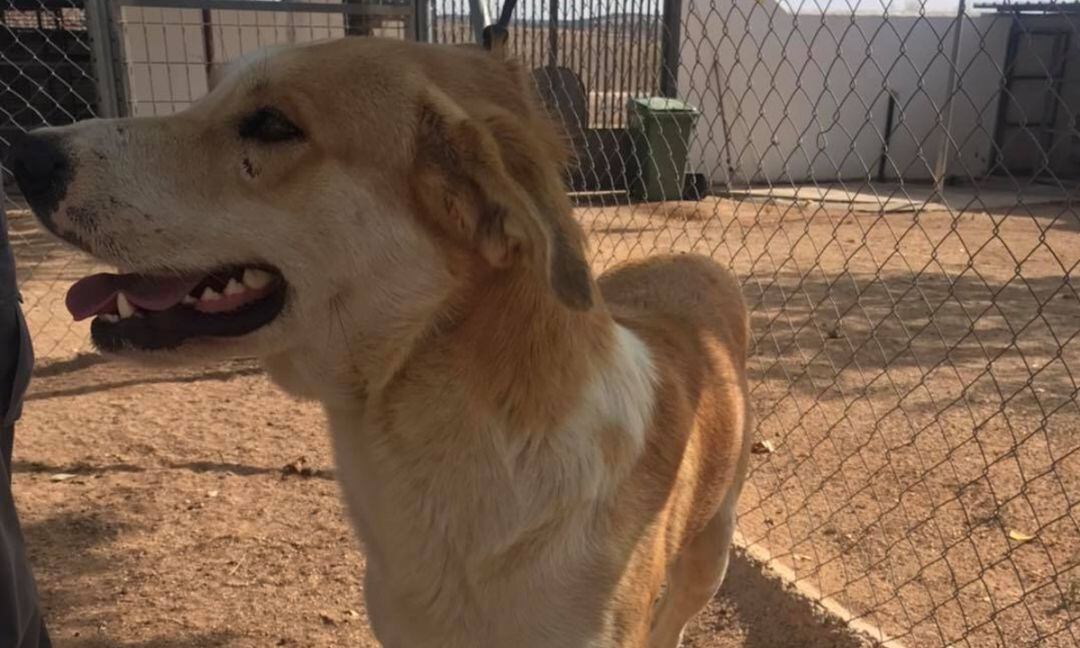 Imagen de archivo de uno de los canes del Centro Municipal Canino de Valdepeñas (Ciudad Real) 