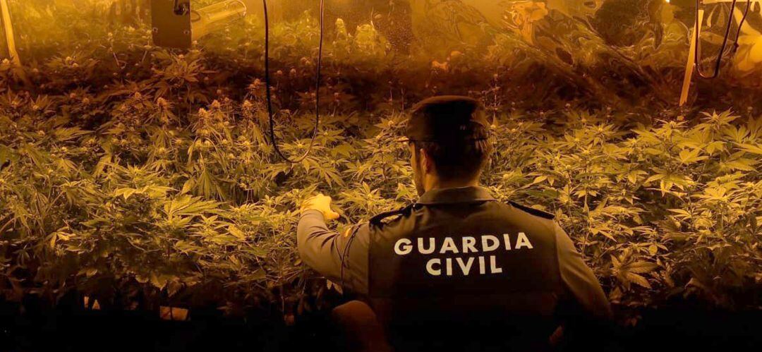 Plantas de marihuana localizadas en la operación.