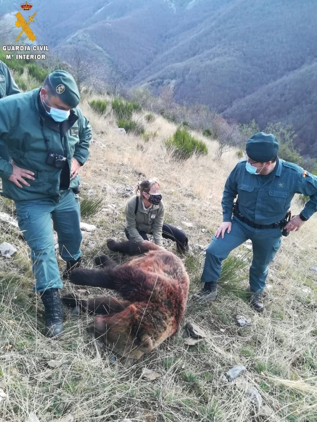 Osa abatida en la provincia de Palencia