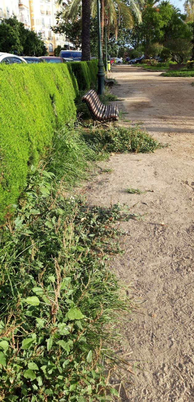 Maleza en los jardines del entorno de la Gran Vía de València